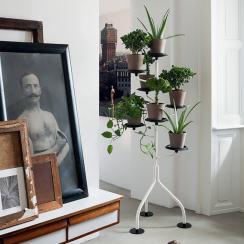 ザノッタのアルベロが特価!