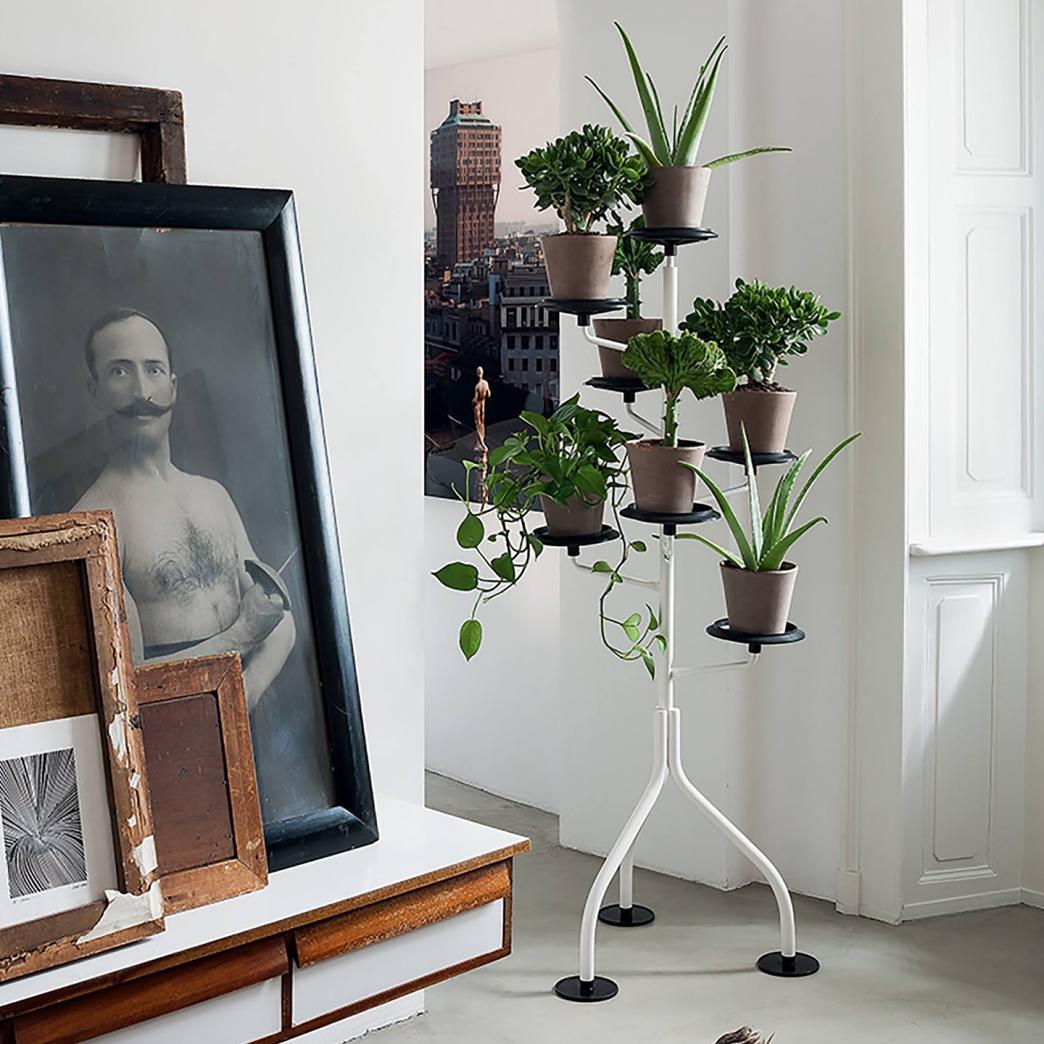 ザノッタのアルベロが特価!